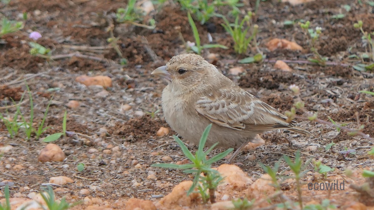 Ashy-crowned Sparrow-Lark - Mohan Raj K.