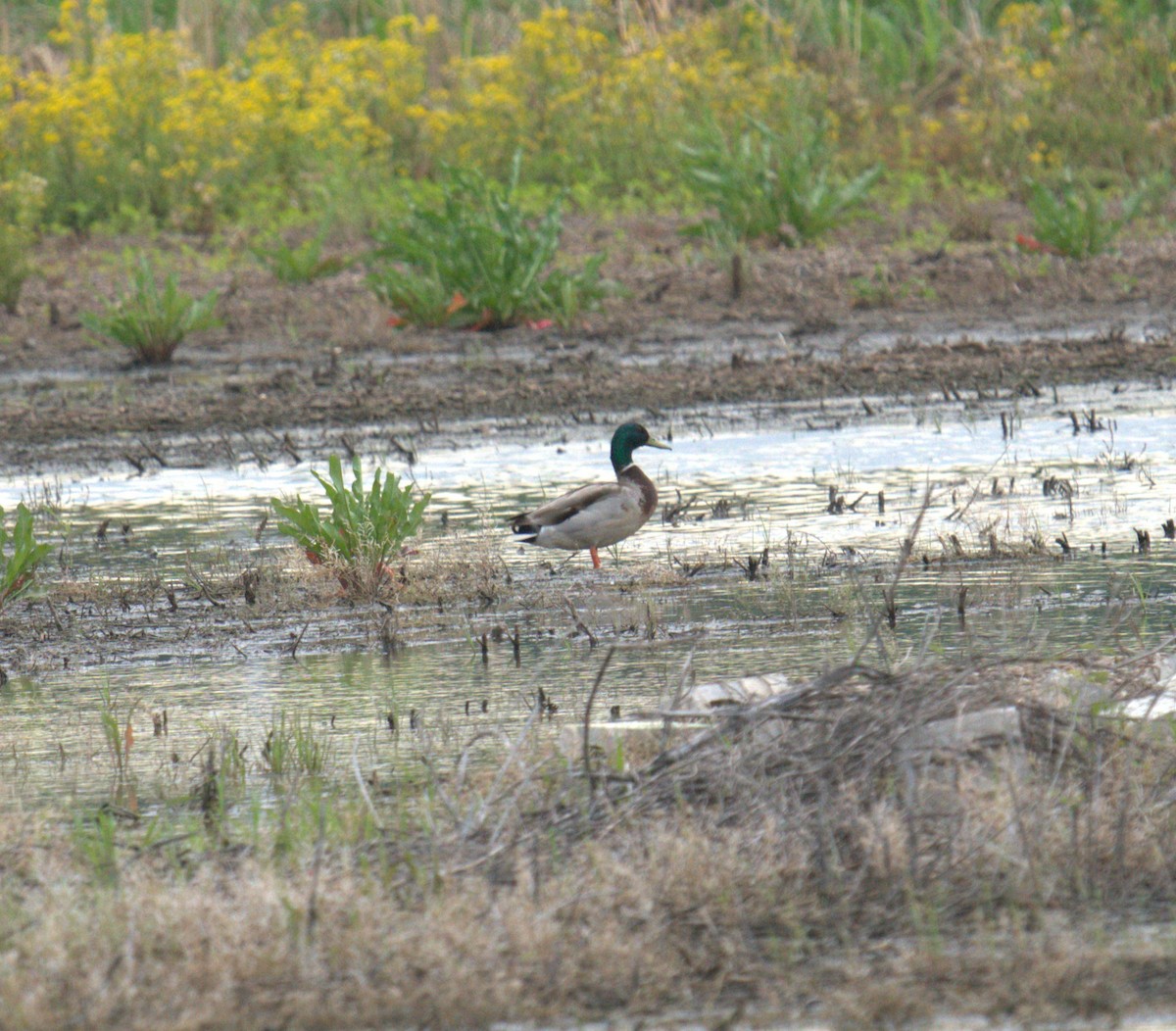 Canard colvert - ML619358941