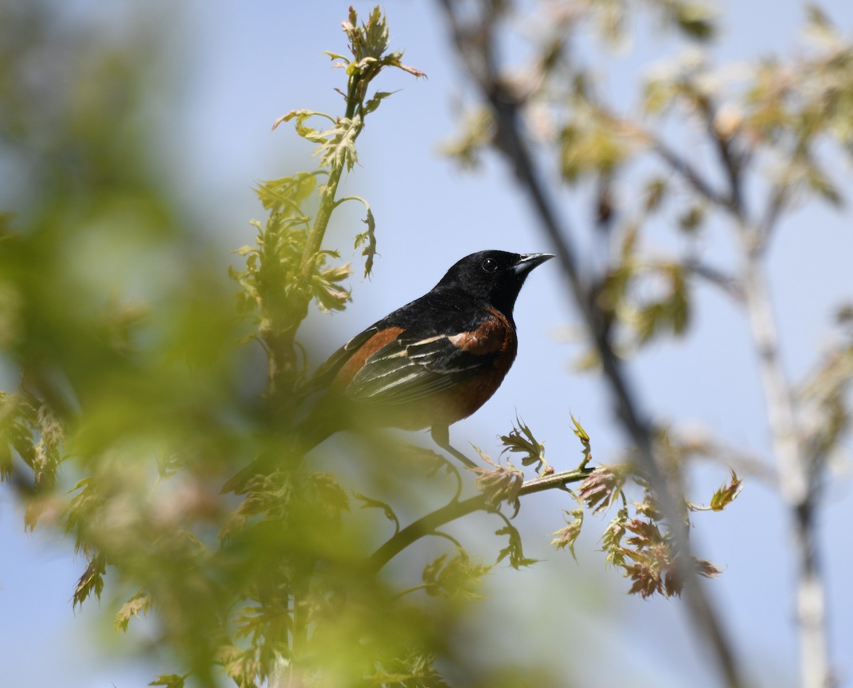 Orchard Oriole - Claudia C