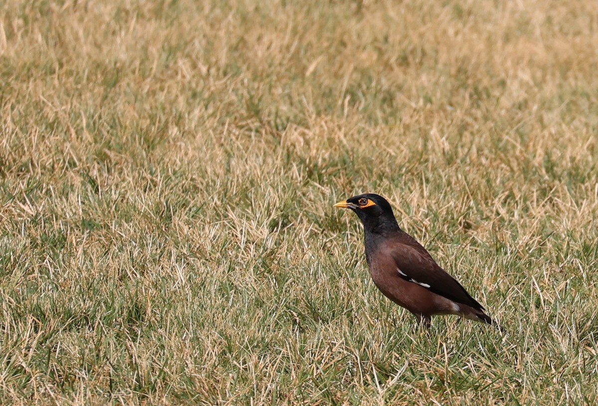 Common Myna - ML619358971