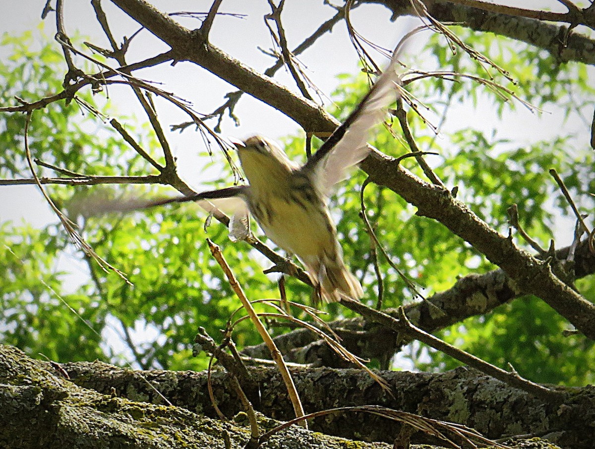 Blackpoll Warbler - Marianne Friers