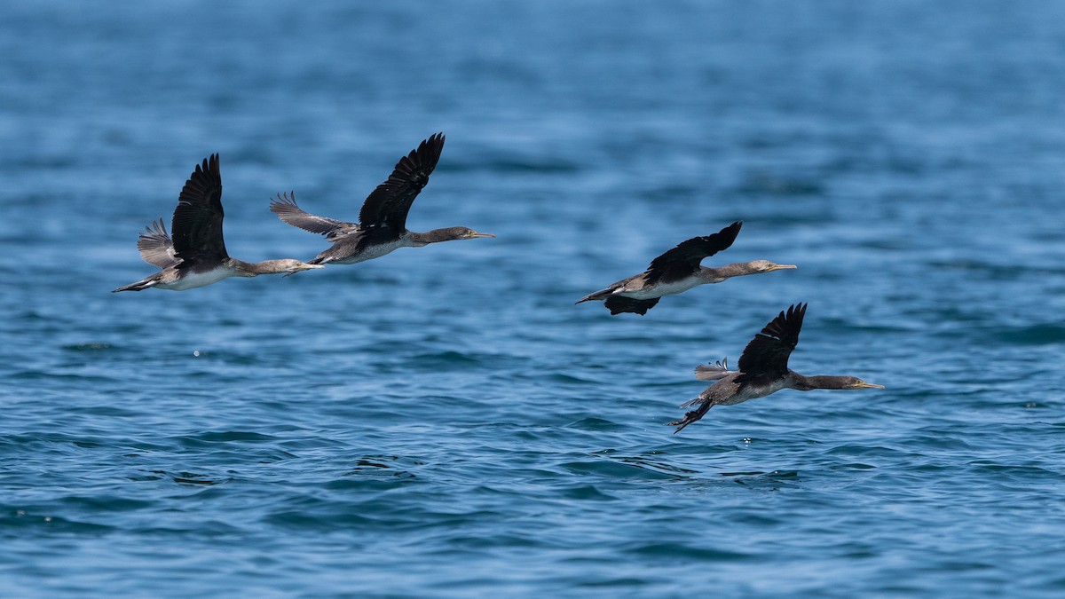 Cormorán de Socotra - ML619358993