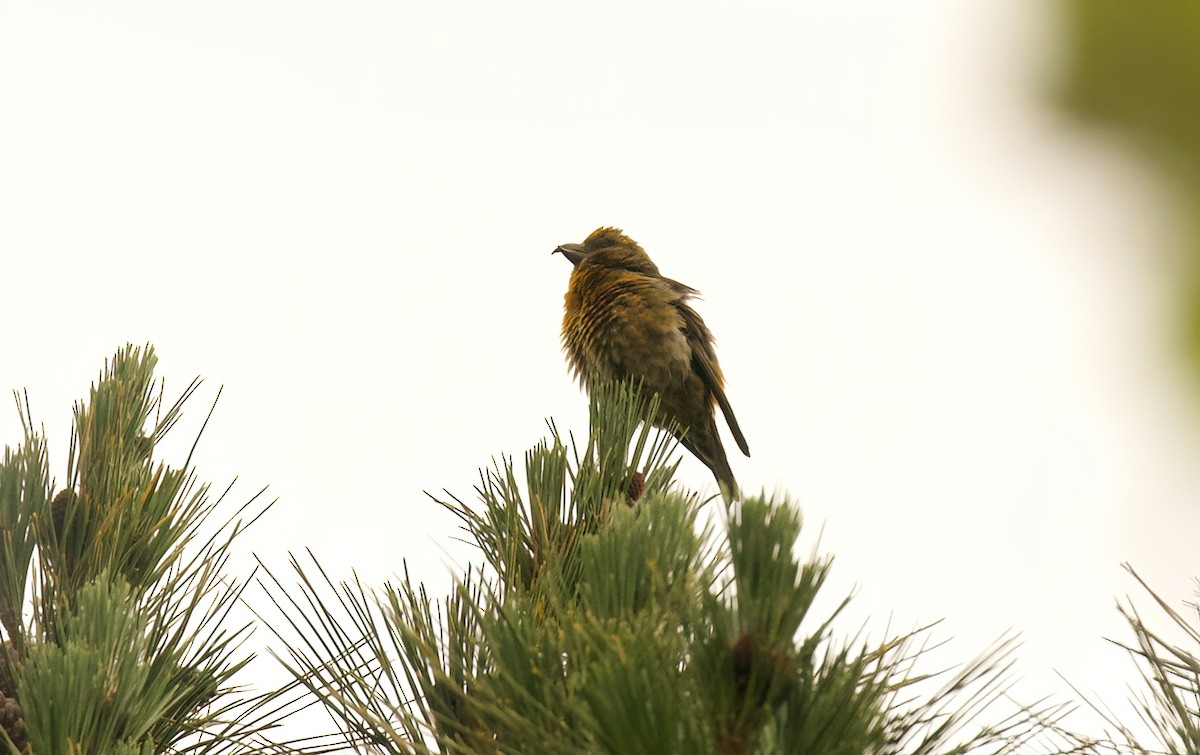 Red Crossbill - Jane Mygatt