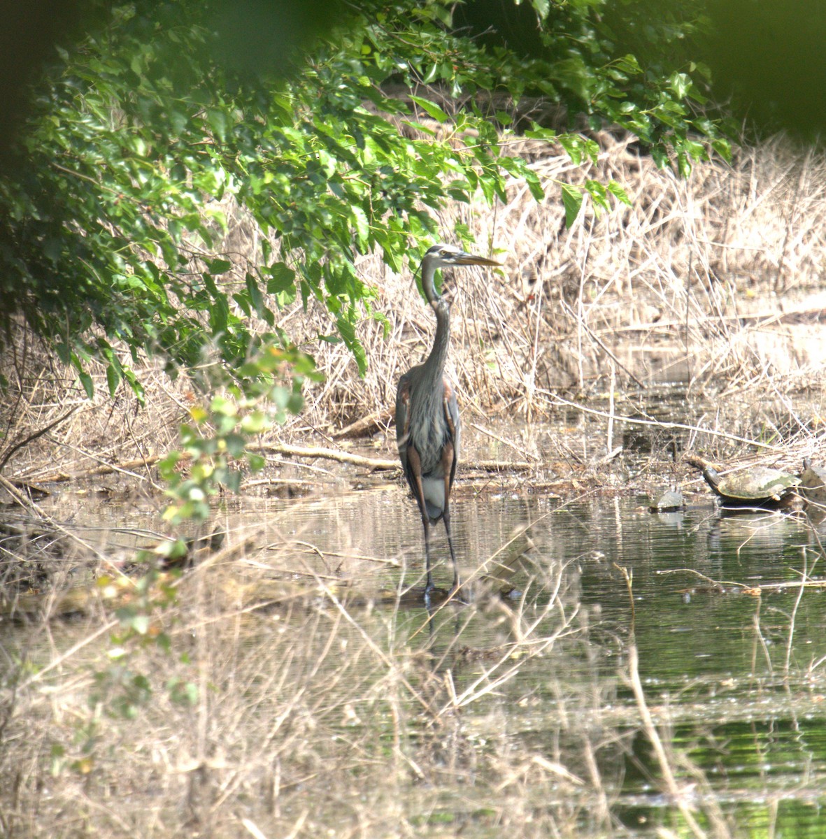 Great Blue Heron - Cindy & Gene Cunningham