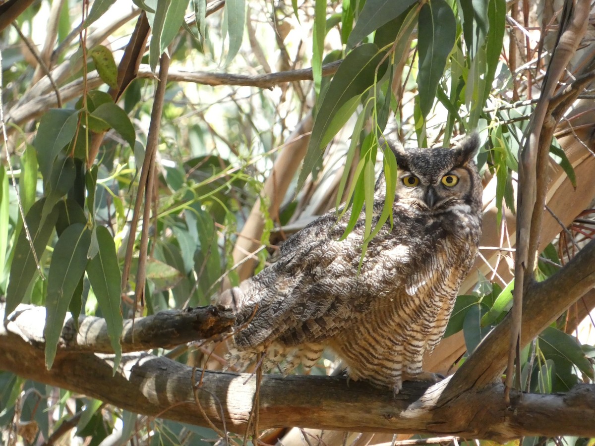 Great Horned Owl - ML619359013