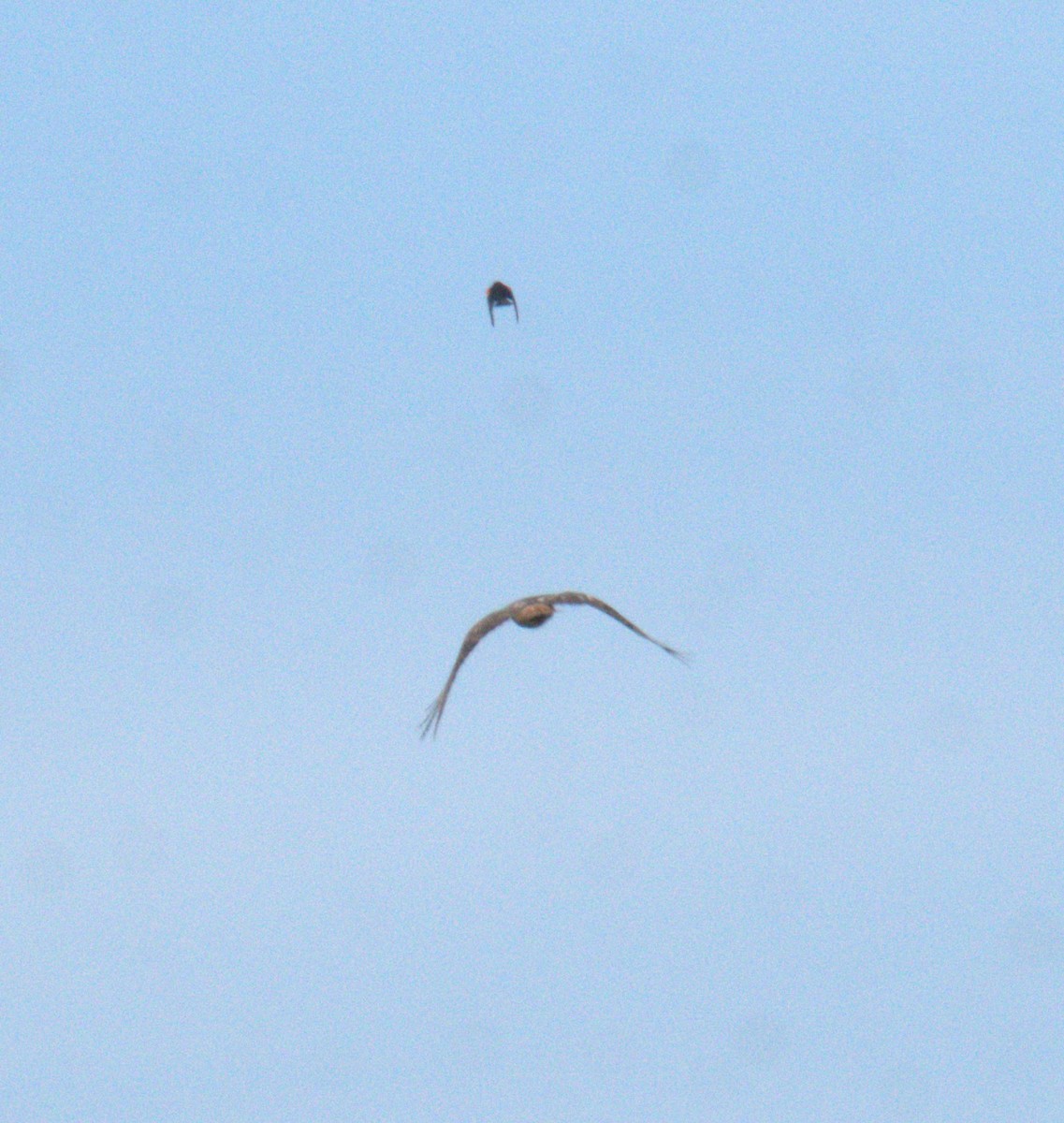 Red-tailed Hawk - Cindy & Gene Cunningham