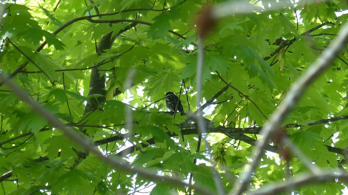 Blackpoll Warbler - Christine Drake