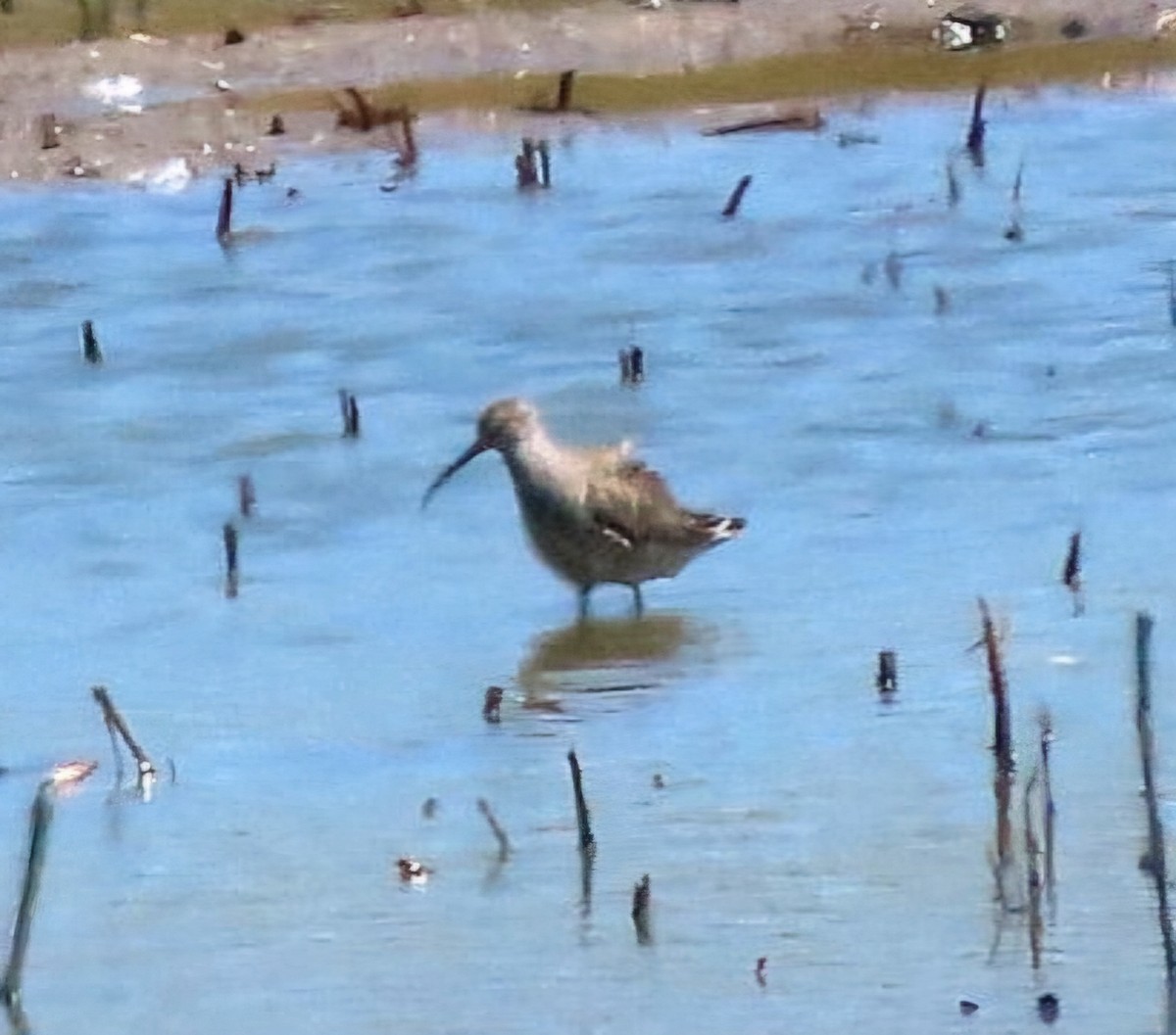 Stilt Sandpiper - ML619359047