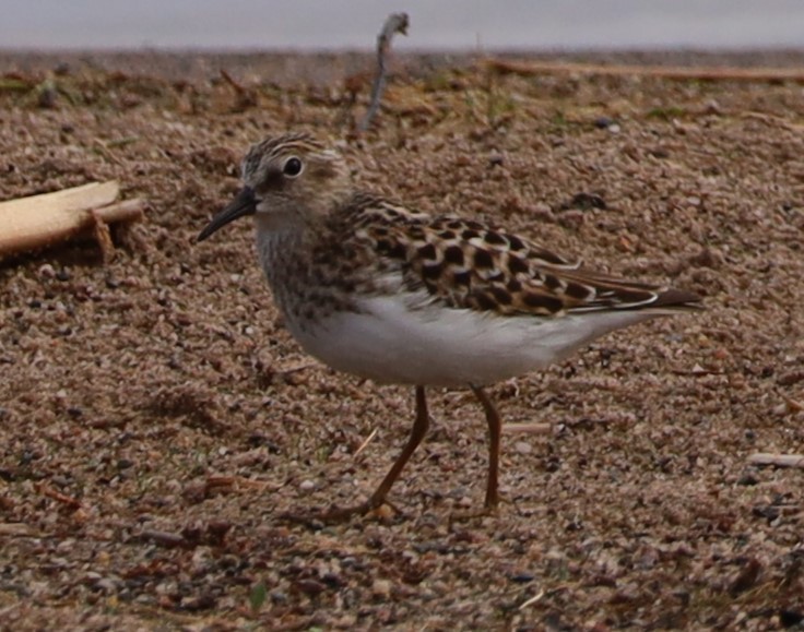 Least Sandpiper - ML619359065