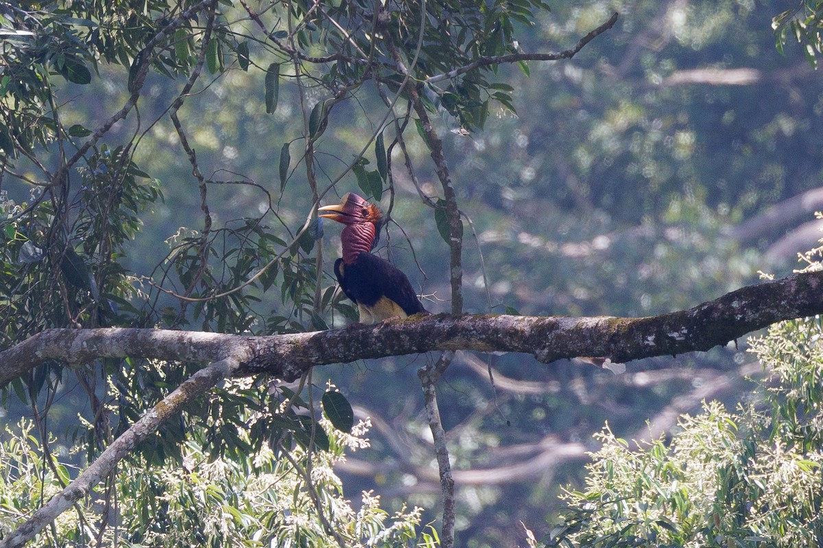 Helmeted Hornbill - Neil Broekhuizen