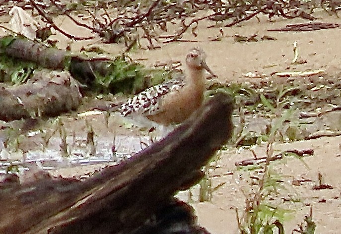 Red Knot - Micky Louis