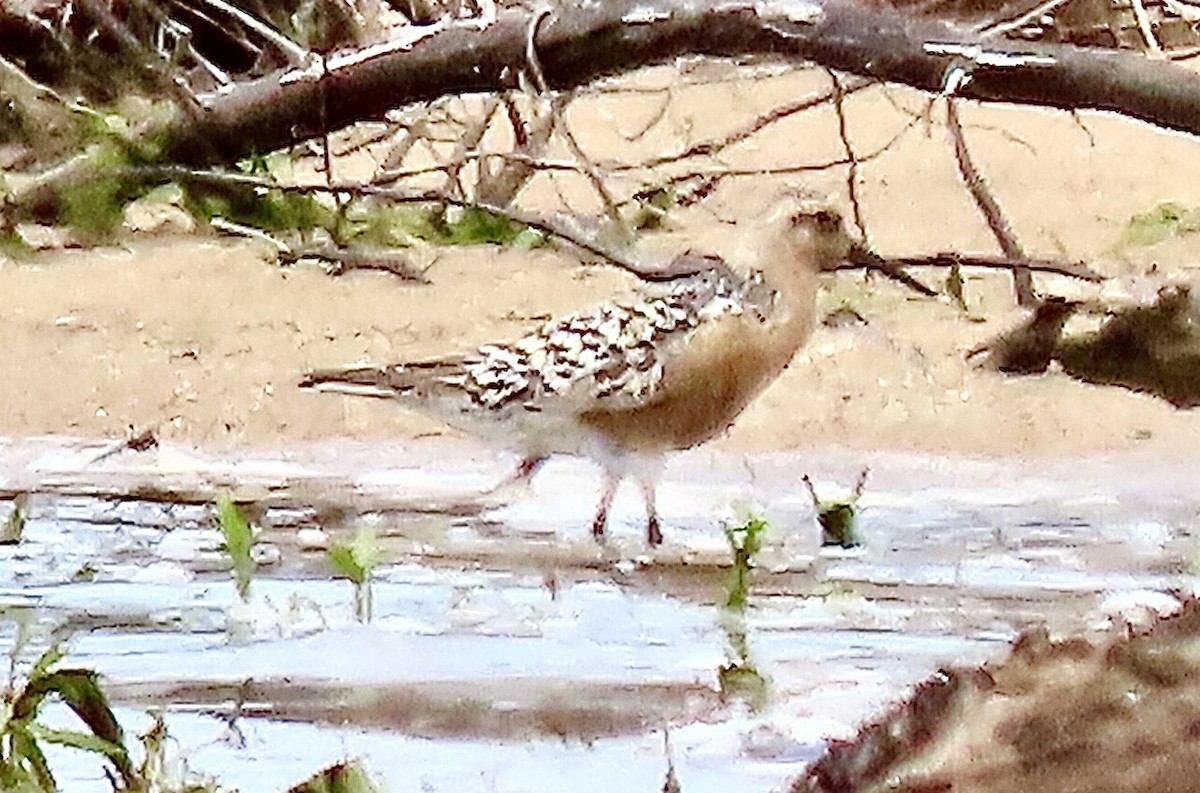 Red Knot - Micky Louis