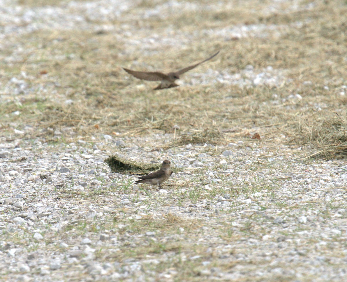 Northern Rough-winged Swallow - Cindy & Gene Cunningham