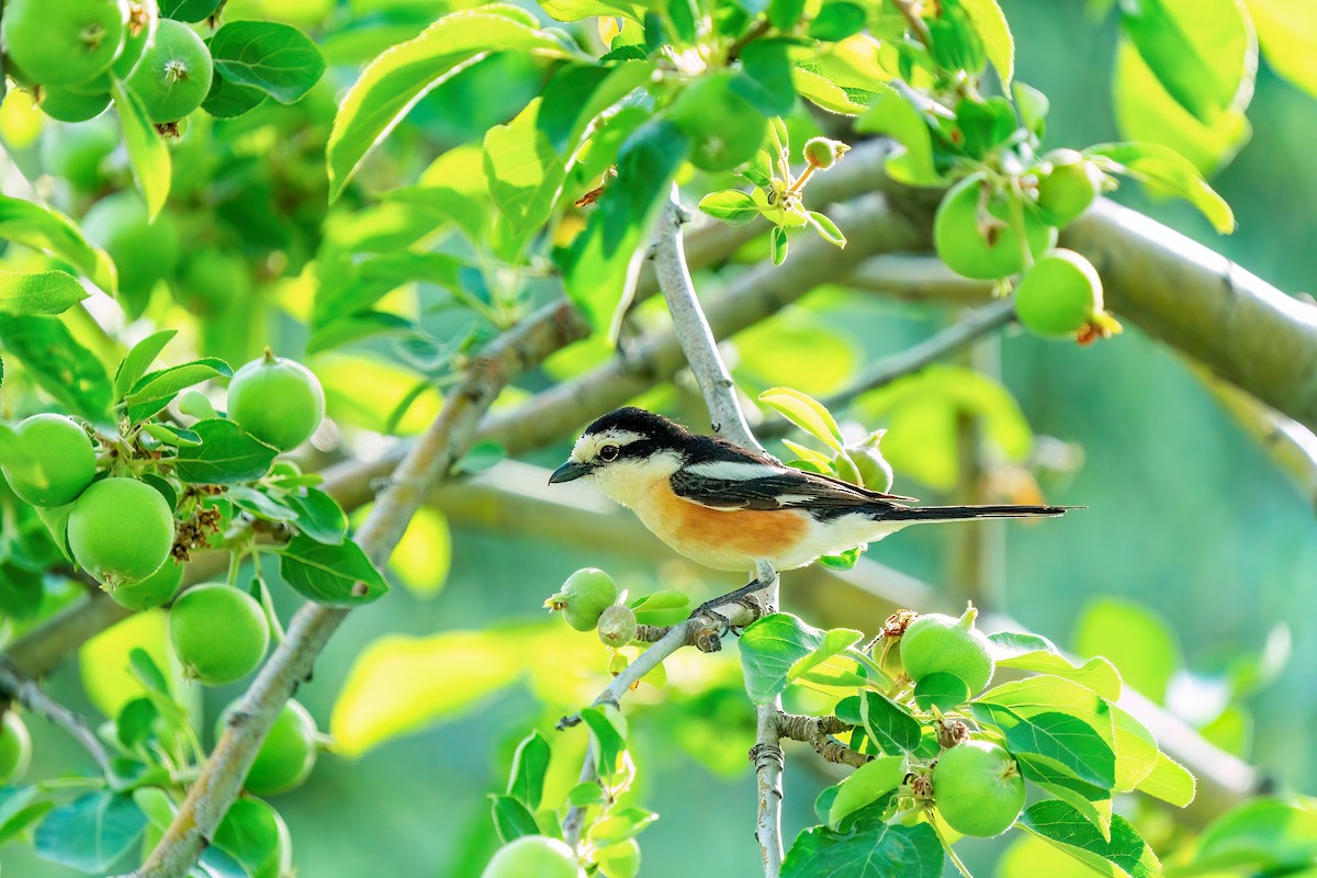 Masked Shrike - Ali COBANOGLU