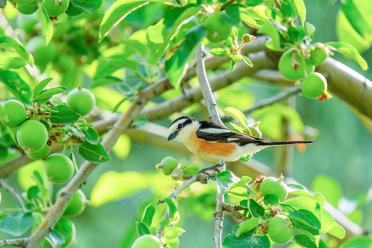 Masked Shrike - Ali COBANOGLU