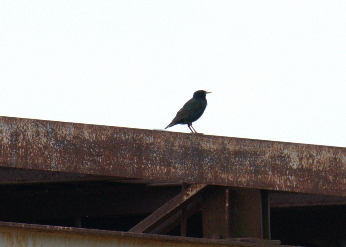 European Starling - Cindy & Gene Cunningham