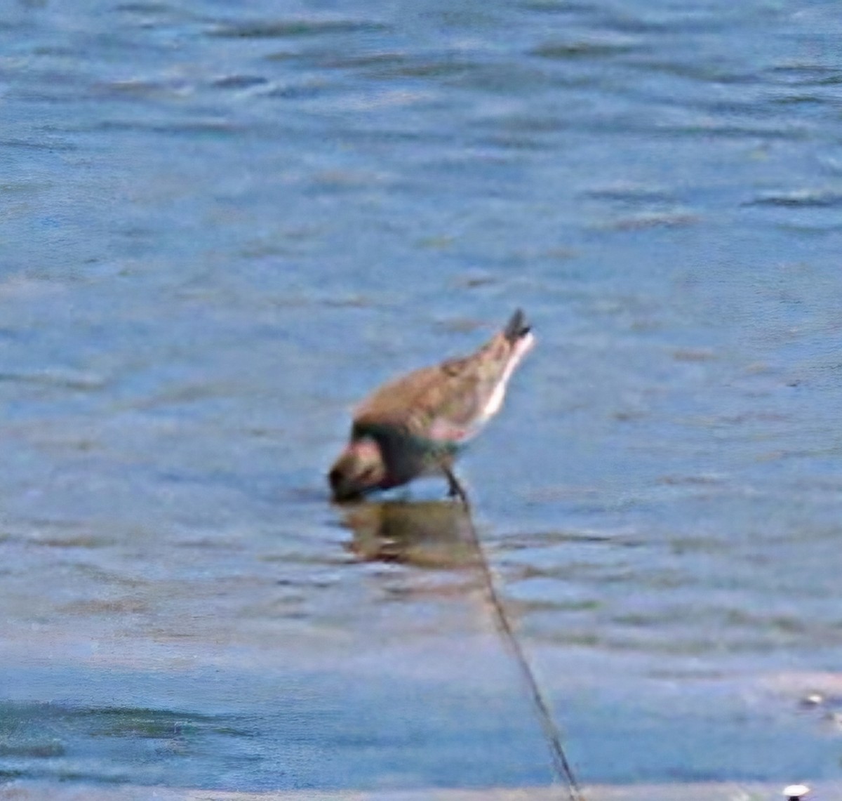 White-rumped Sandpiper - Cathleen Burns