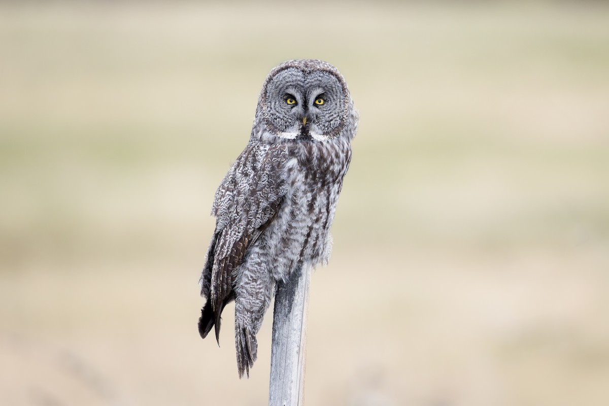 Great Gray Owl - Blair Dudeck