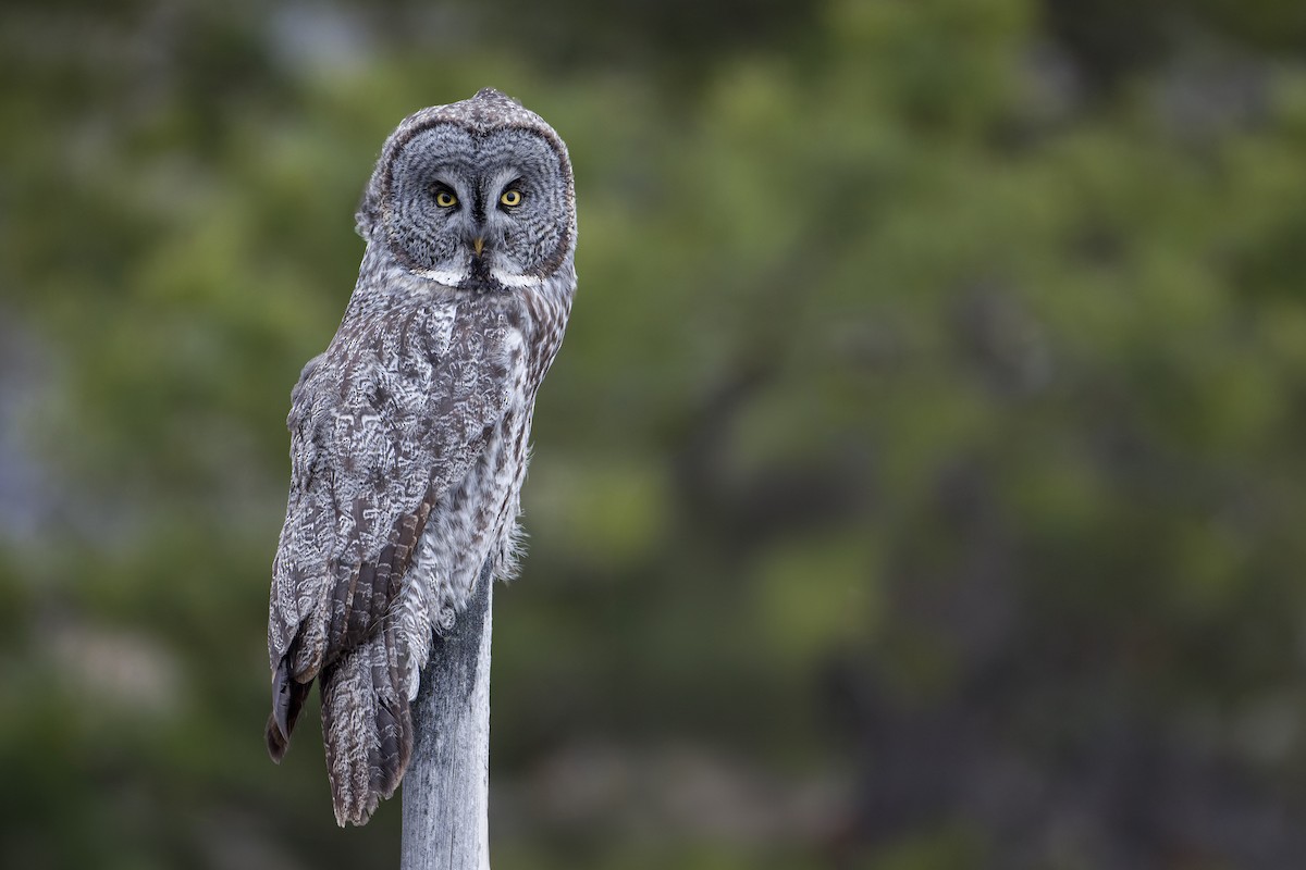 Great Gray Owl - Blair Dudeck