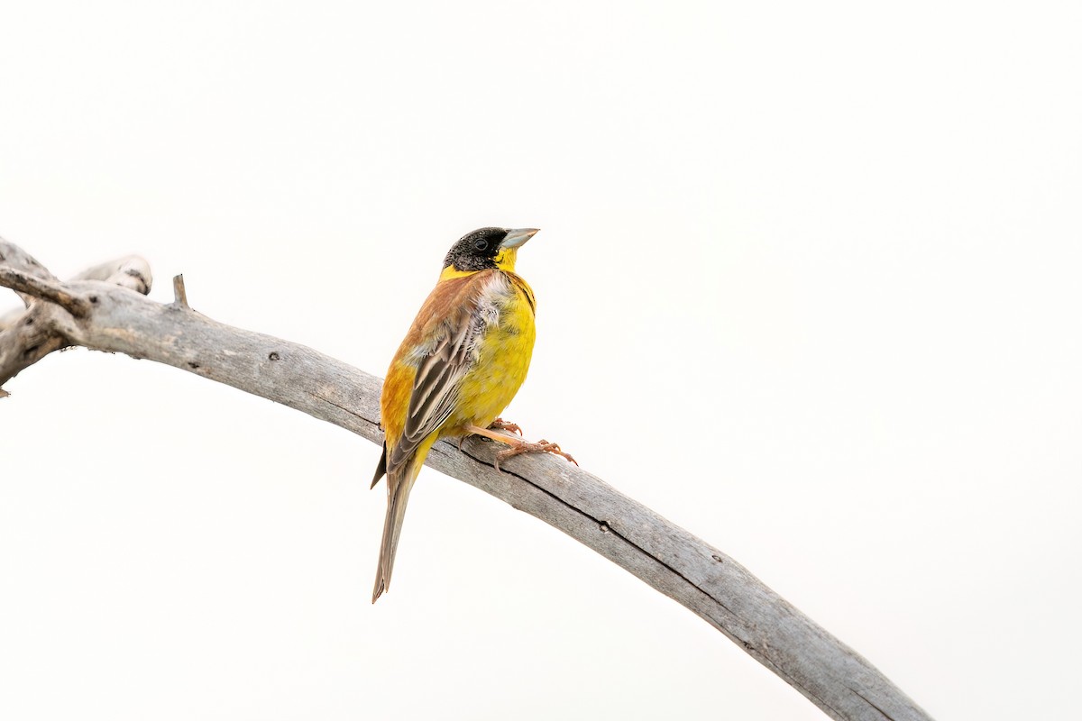 Black-headed Bunting - Ali COBANOGLU