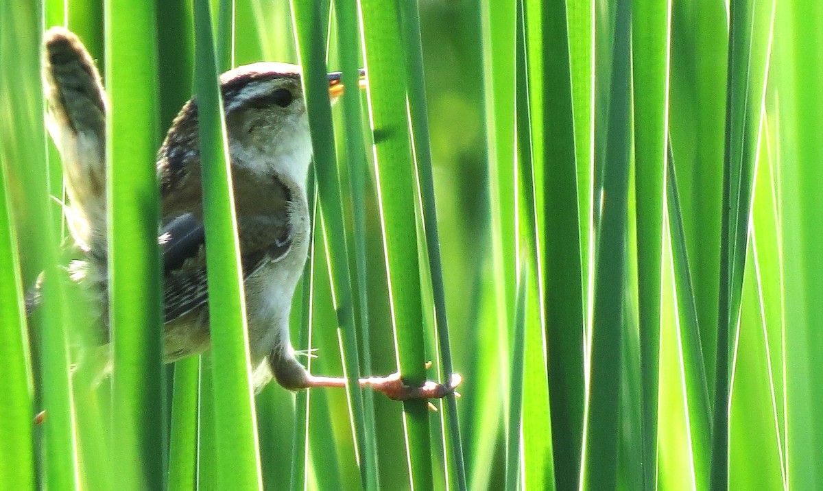 Marsh Wren - shelley seidman