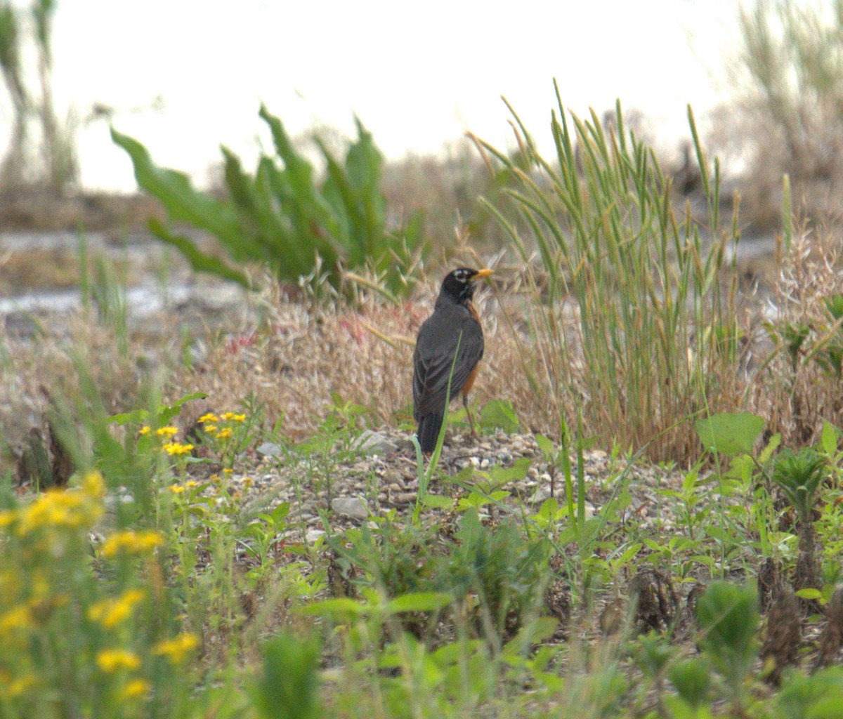 American Robin - ML619359145