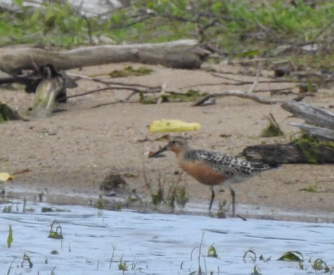 Red Knot - Carol Morgan