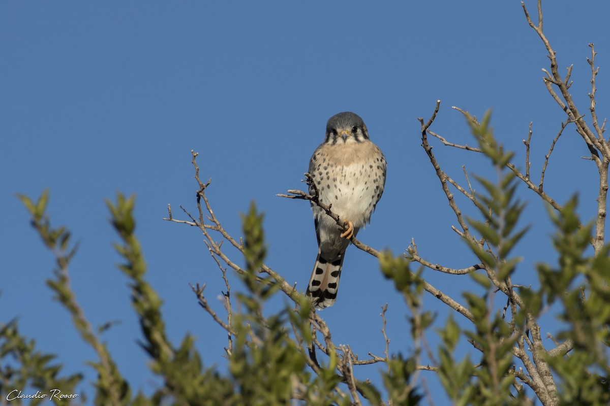 American Kestrel - Claudio Rosso