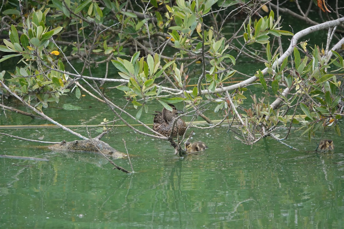 Cinnamon Teal - Stephen Peterson