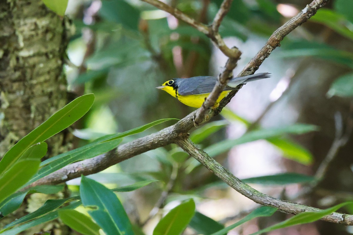 Canada Warbler - David Mayle