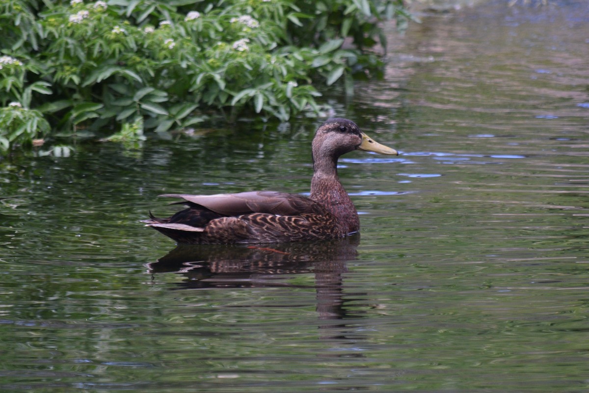 Mallard x Mexican Duck (hybrid) - William Harmon