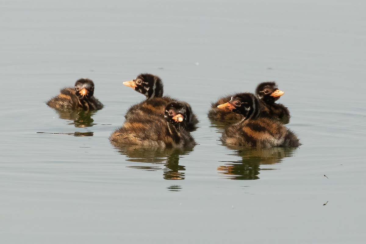 Little Grebe - Sergio Porto