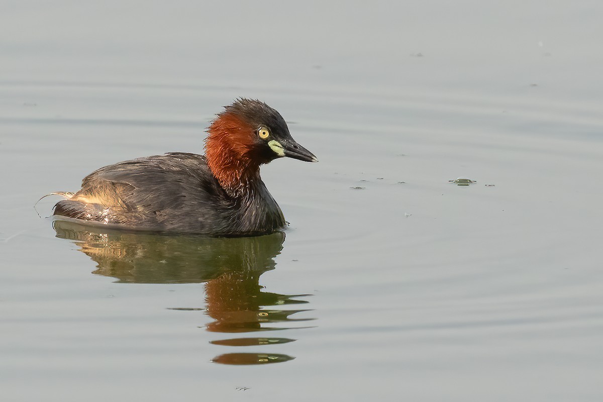 Little Grebe - ML619359181