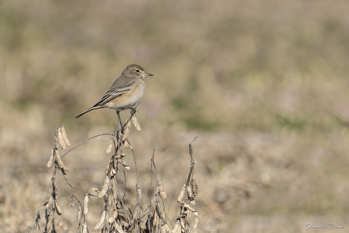 Lesser Shrike-Tyrant - ML619359187