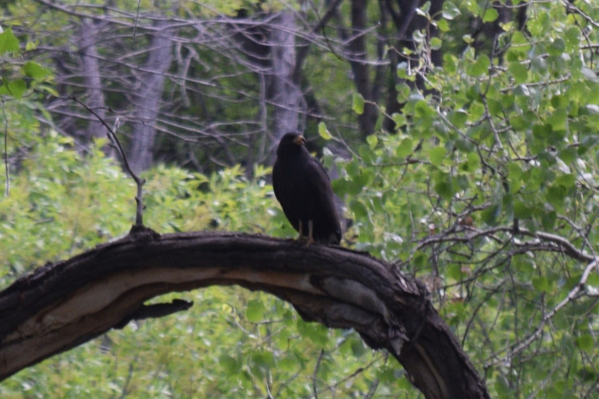 Common Black Hawk - William Harmon