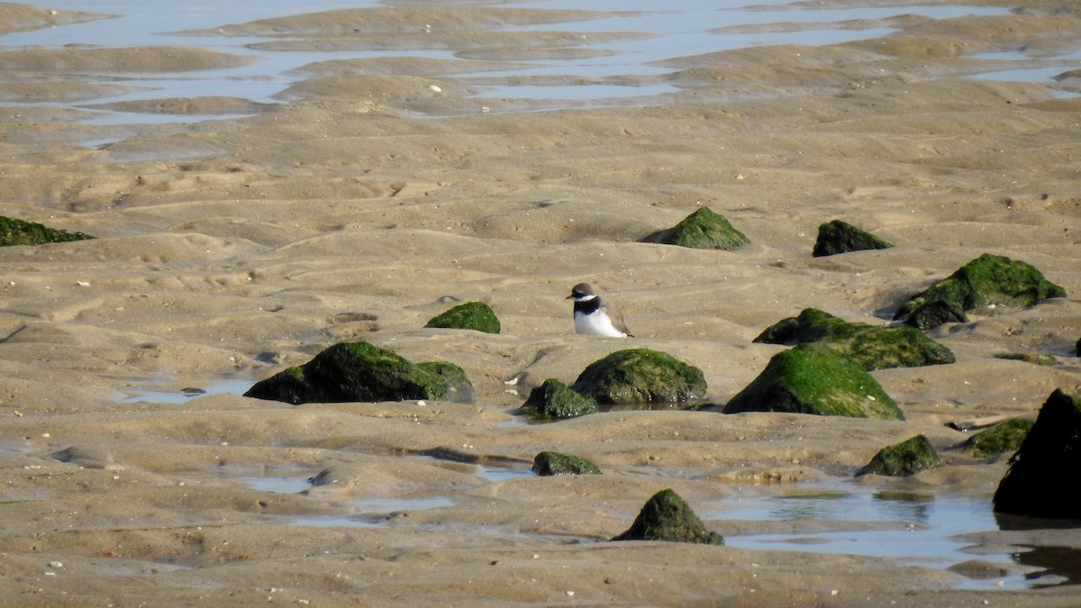 Common Ringed Plover - ML619359204