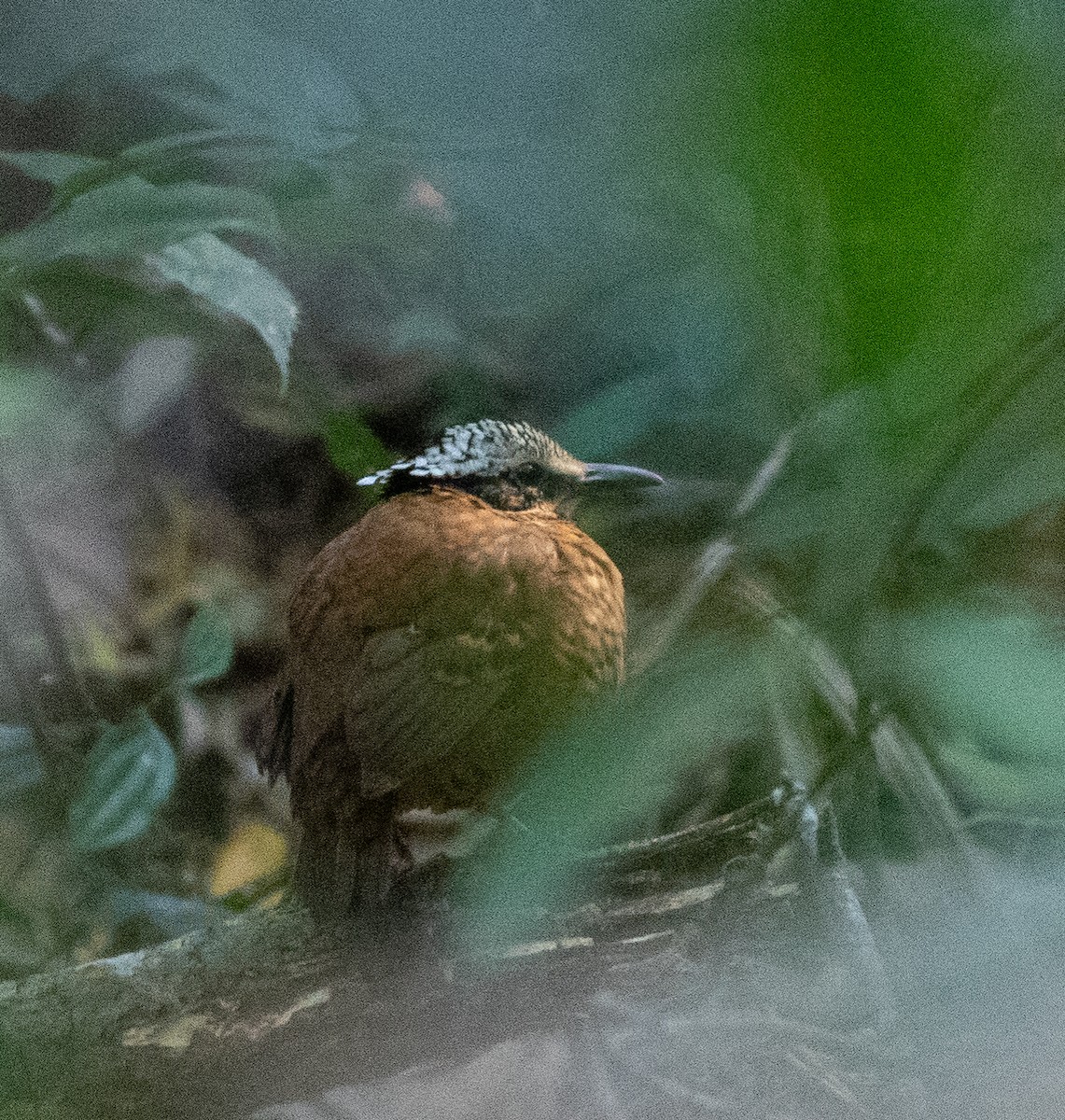 Eared Pitta - Daniel Gornall