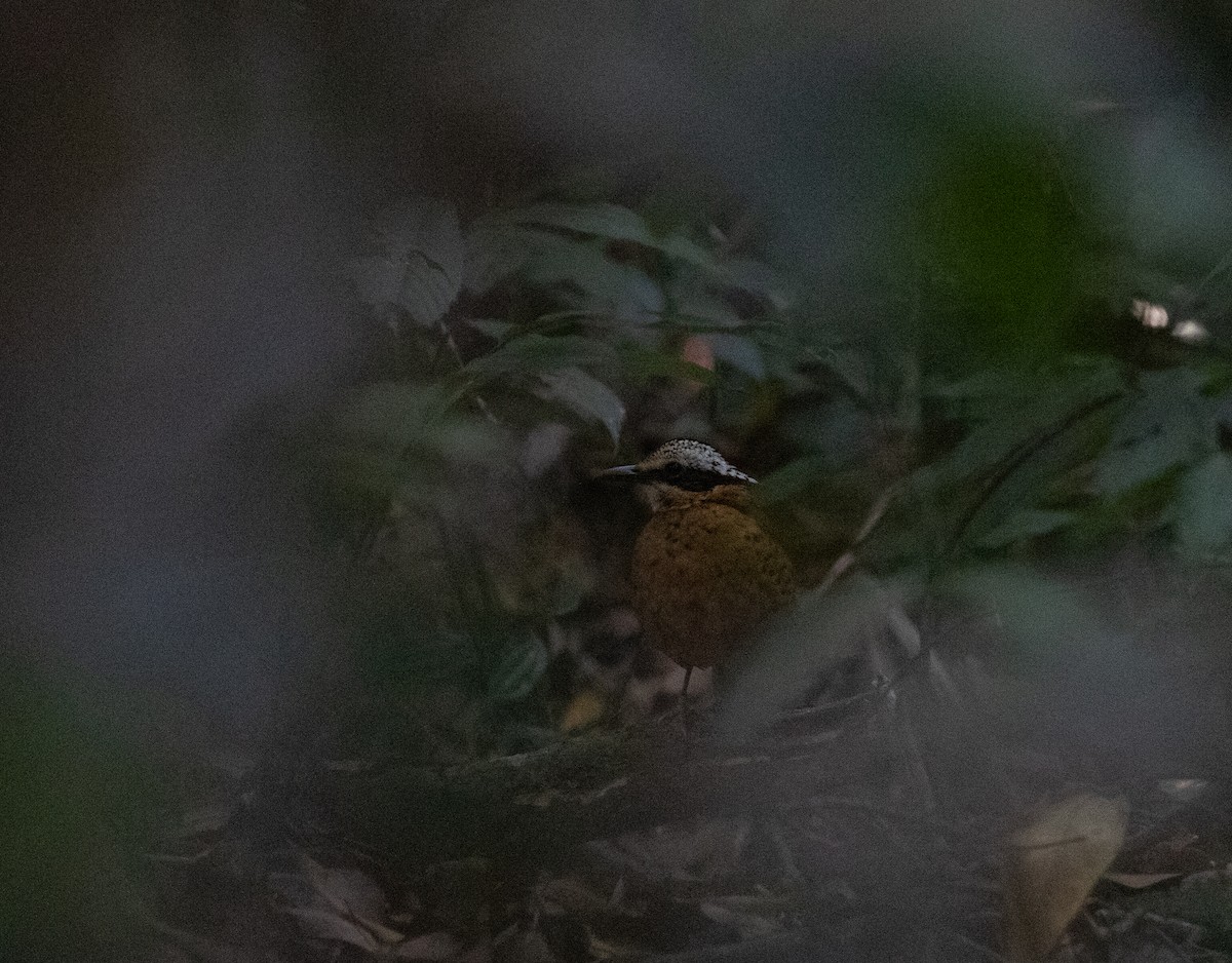 Eared Pitta - Daniel Gornall