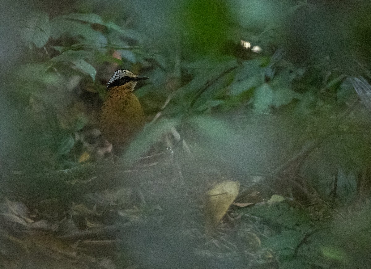 Eared Pitta - Daniel Gornall