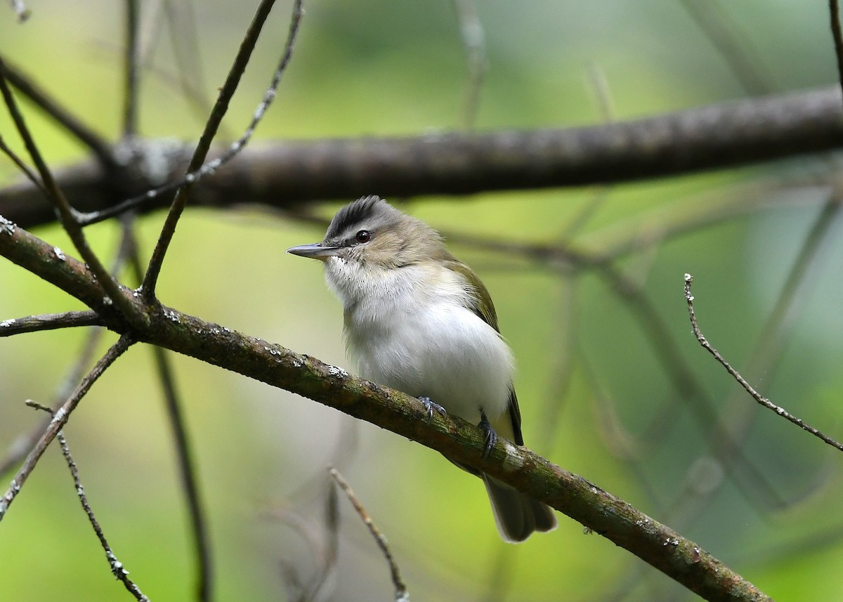 rødøyevireo - ML619359215