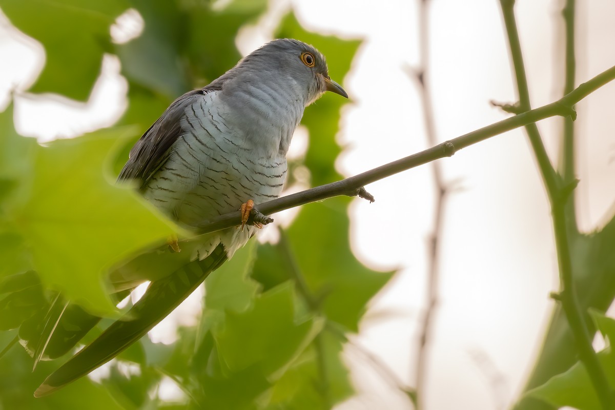 Common Cuckoo - Sergio Porto