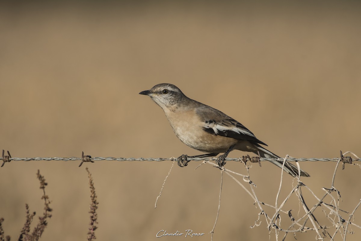 White-banded Mockingbird - ML619359229