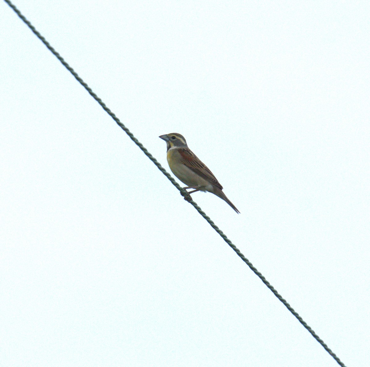 Dickcissel - ML619359238