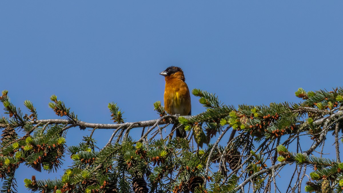 Black-headed Grosbeak - ML619359243