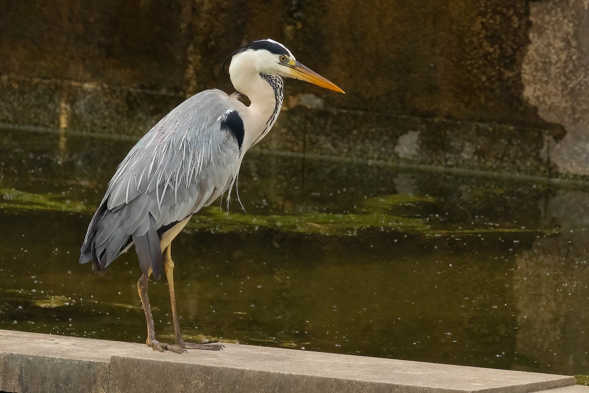 Gray Heron - Sergio Porto