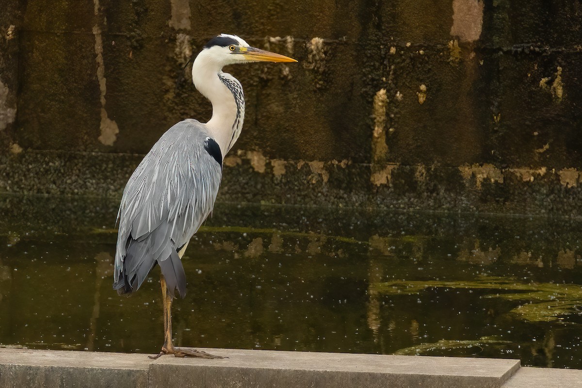 Gray Heron - ML619359251