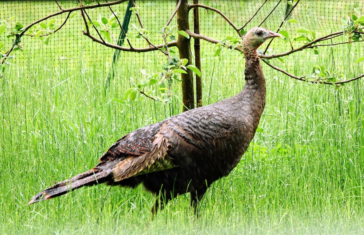 Wild Turkey - Celeste Echlin