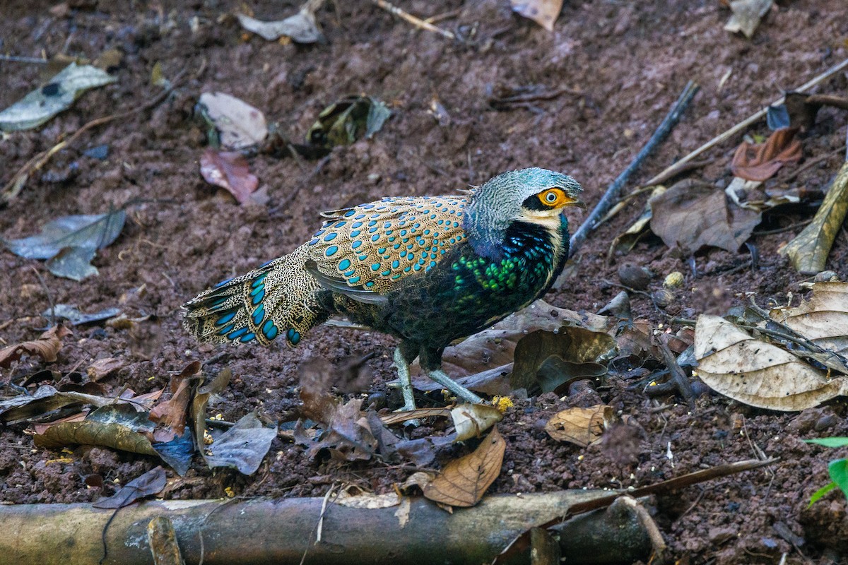 Bornean Peacock-Pheasant - Neil Broekhuizen