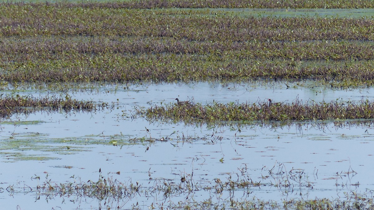 Common Gallinule - ML619359273