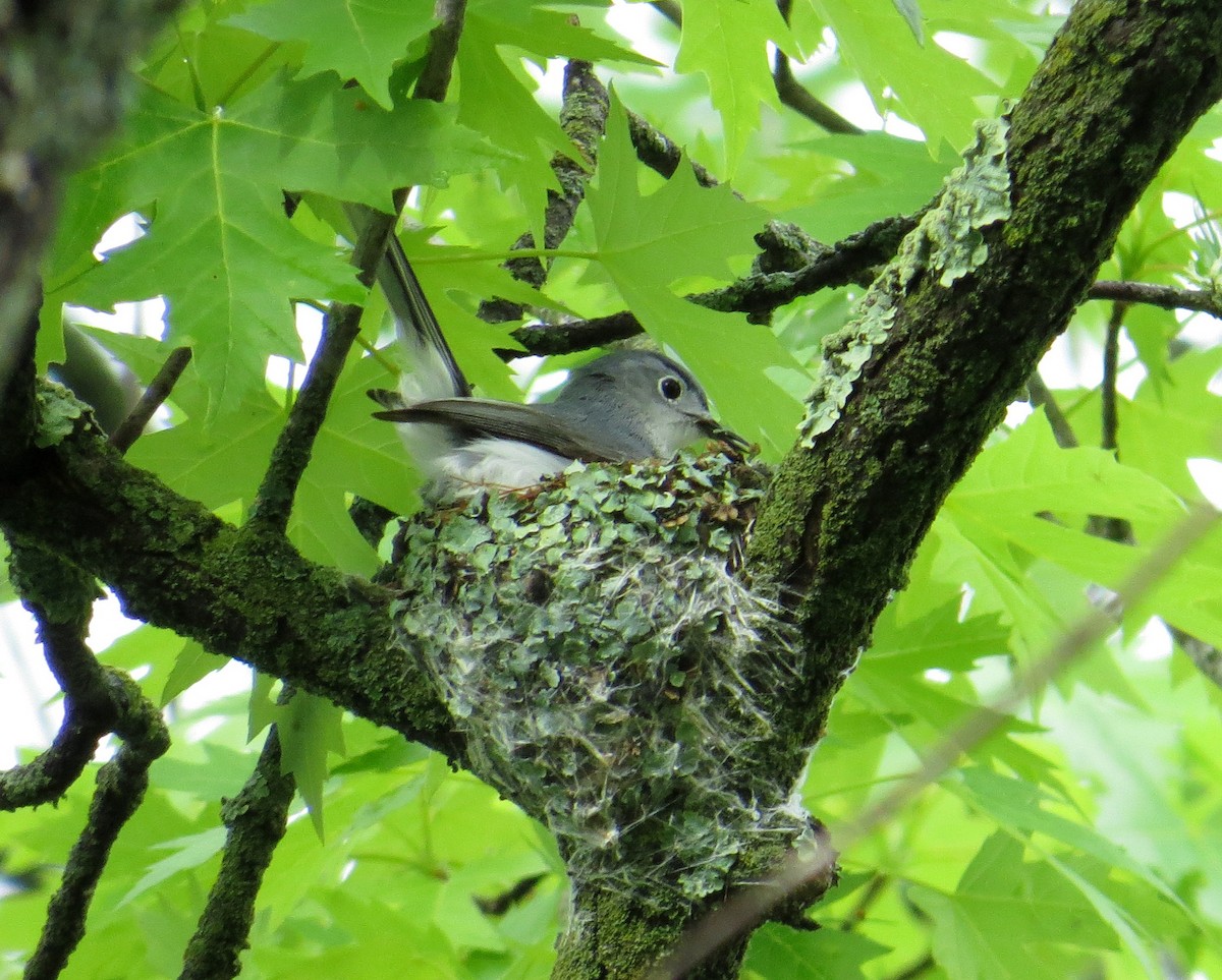 Blue-gray Gnatcatcher - Pam Campbell